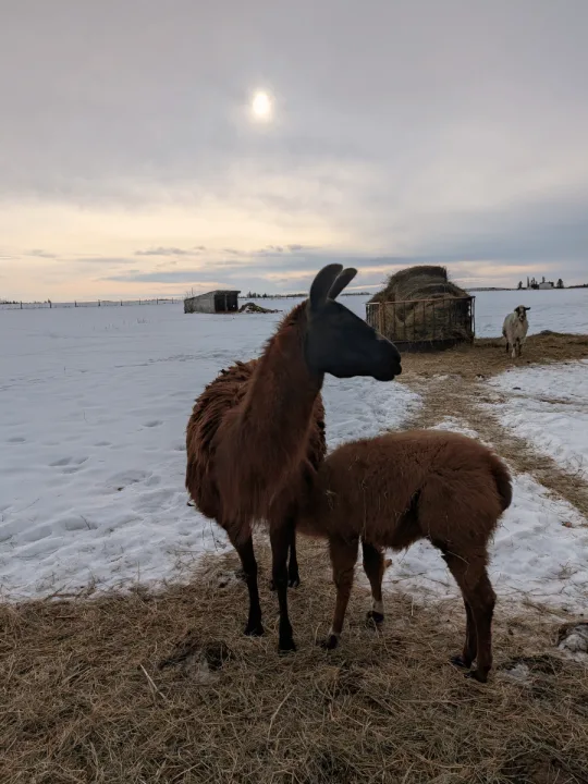 No Prob-Llama RV Storage facility photo 10
