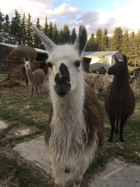 No Prob-Llama RV Storage facility photo 2