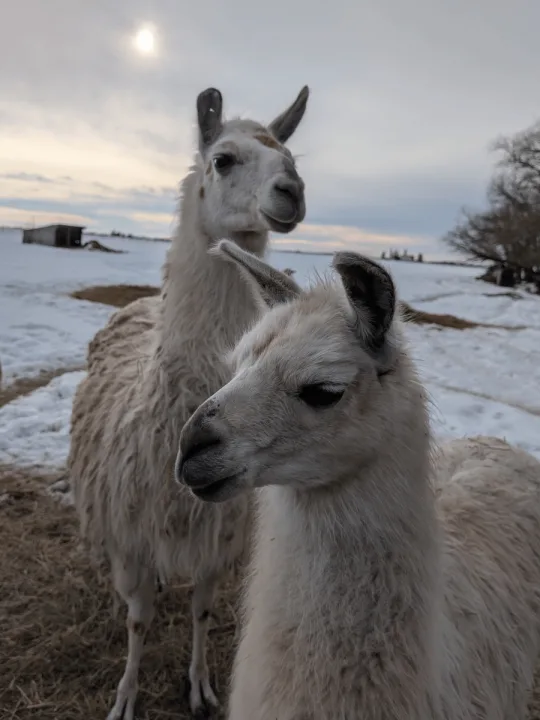 No Prob-Llama RV Storage facility photo 6