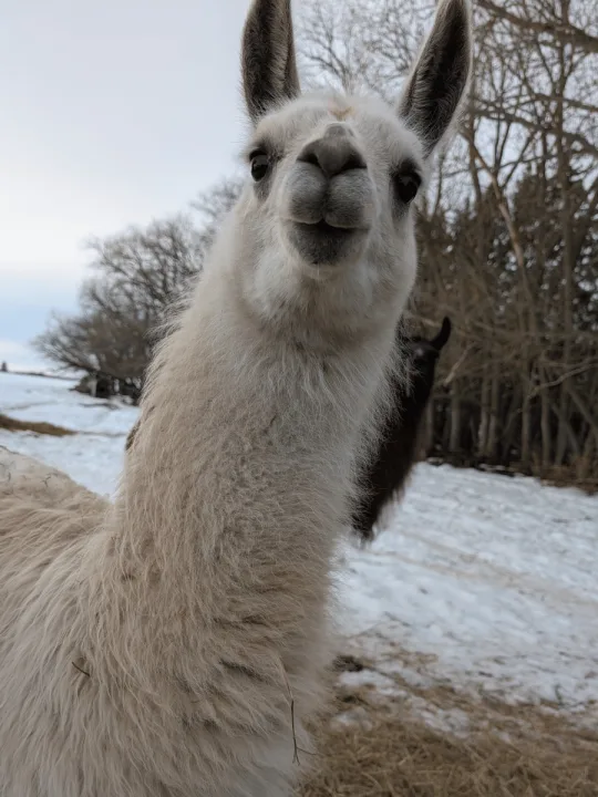 No Prob-Llama RV Storage facility photo 8